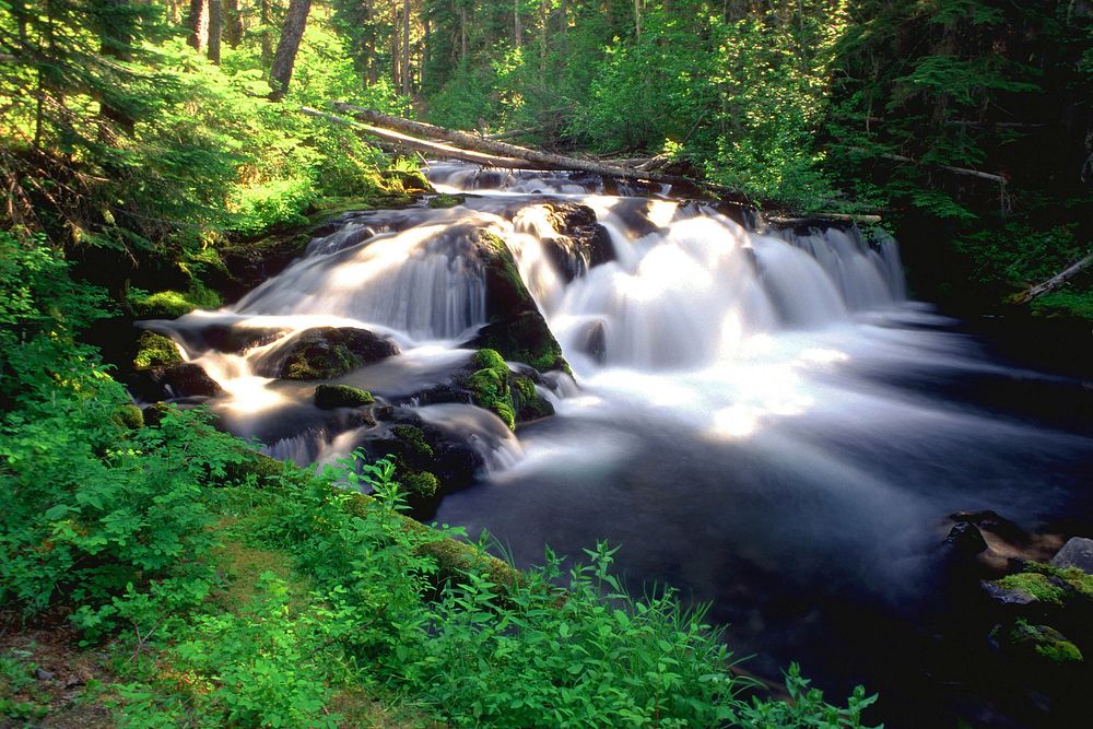 Deschutes National Forest Trapper Creek. Original public domain image from Flickr
