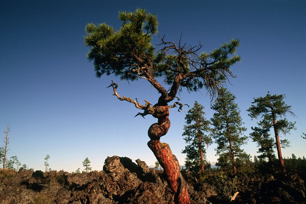 Deschutes National Forest, old growth ponderosa pine growing in lava. Original public domain image from Flickr