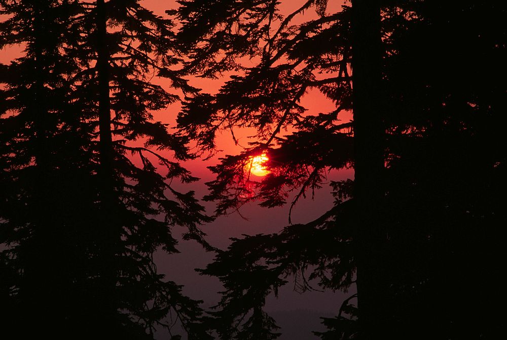 Sunset through Trees, Rogue River-Siskiyou National Forest. Original public domain image from Flickr