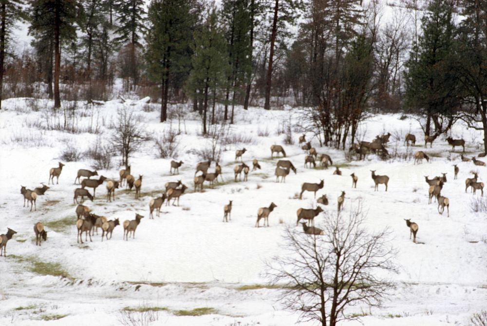 Wintering elk, Oak Creek Game Range, Washington. Original public domain image from Flickr