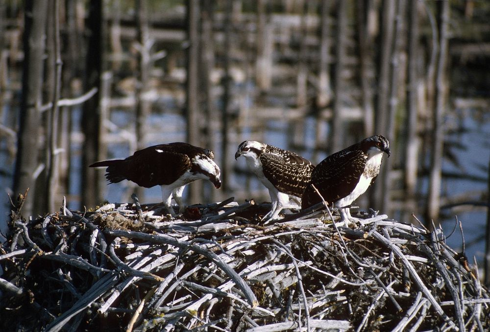 Family of Osprey. Original public domain image from Flickr