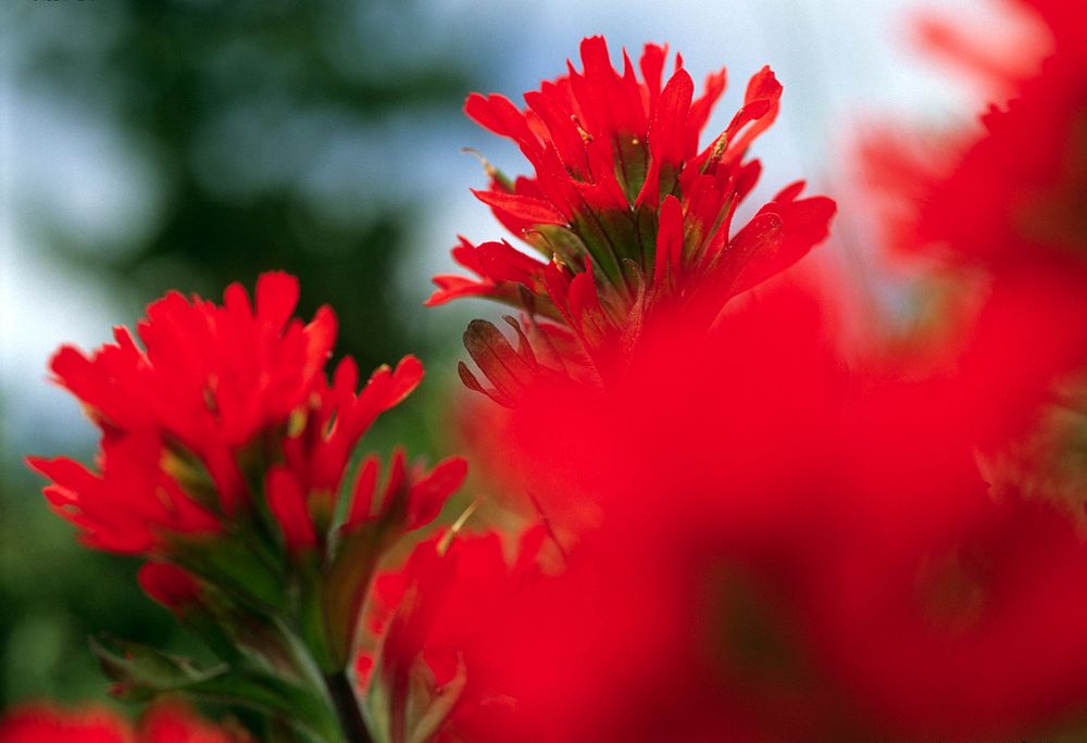 Indian Paintbrush. Original public domain image from Flickr