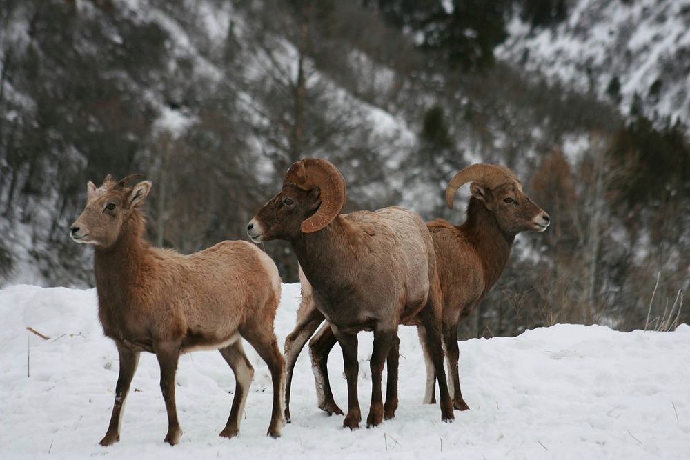 Bighorn Sheep in snow at the White River National Forest, Colorado. (Courtesy photo by Region 2). Original public domain…