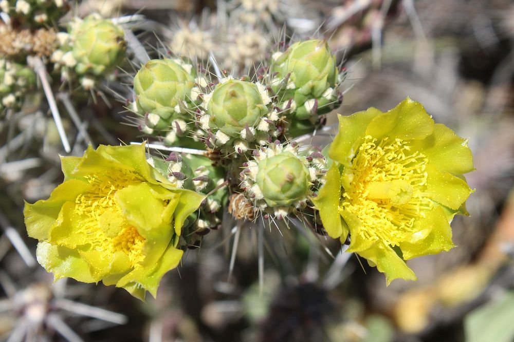 Whipple's cholla. Original public domain image from Flickr