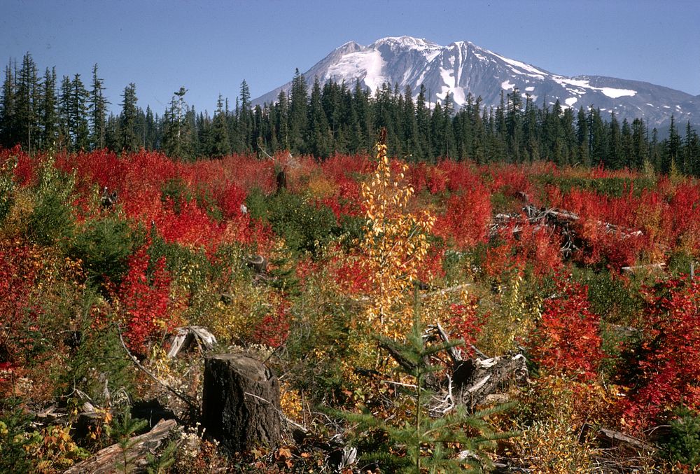Fall color in clearcut -Mt Adams, Gifford Pinchot Nat'l Forest 1971. Original public domain image from Flickr