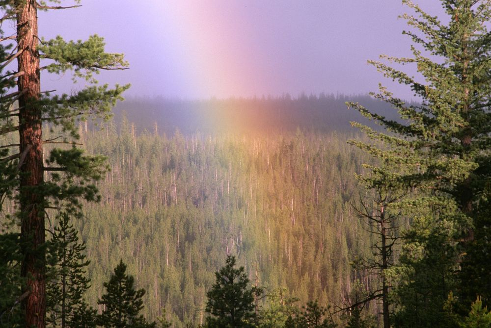 Rainbow and Forest, Fremont-Winema National Forest. Original public domain image from Flickr