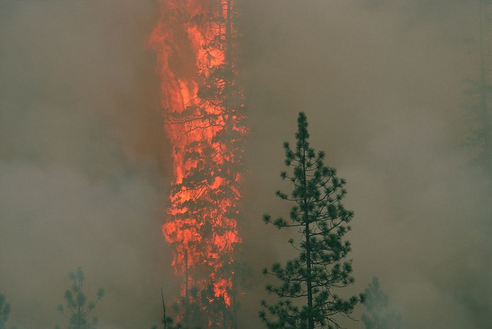 Rogue River-Siskiyou National Forest Biscuit Fire. Original public domain image from Flickr