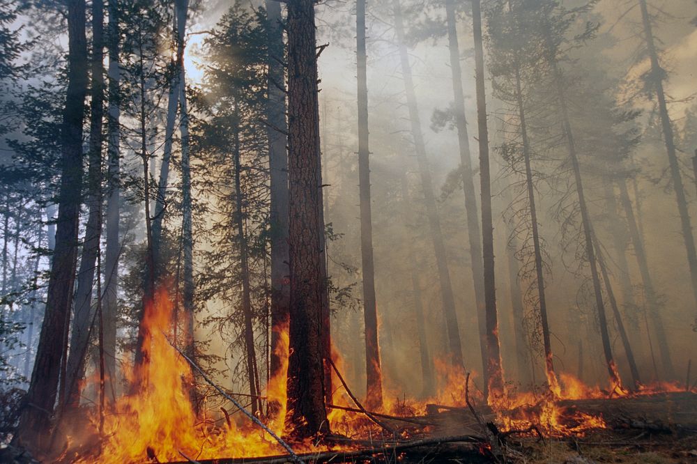 Prescribed fire burn, Colville National Forest. Original public domain image from Flickr