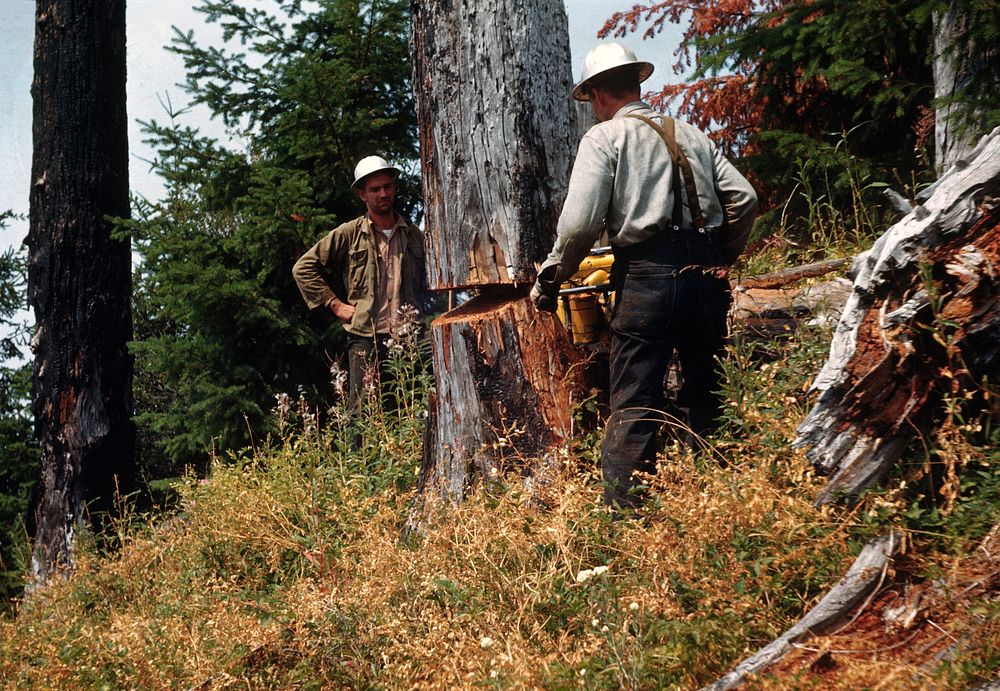 logger uses chain saw fall tyree. Original public domain image from Flickr