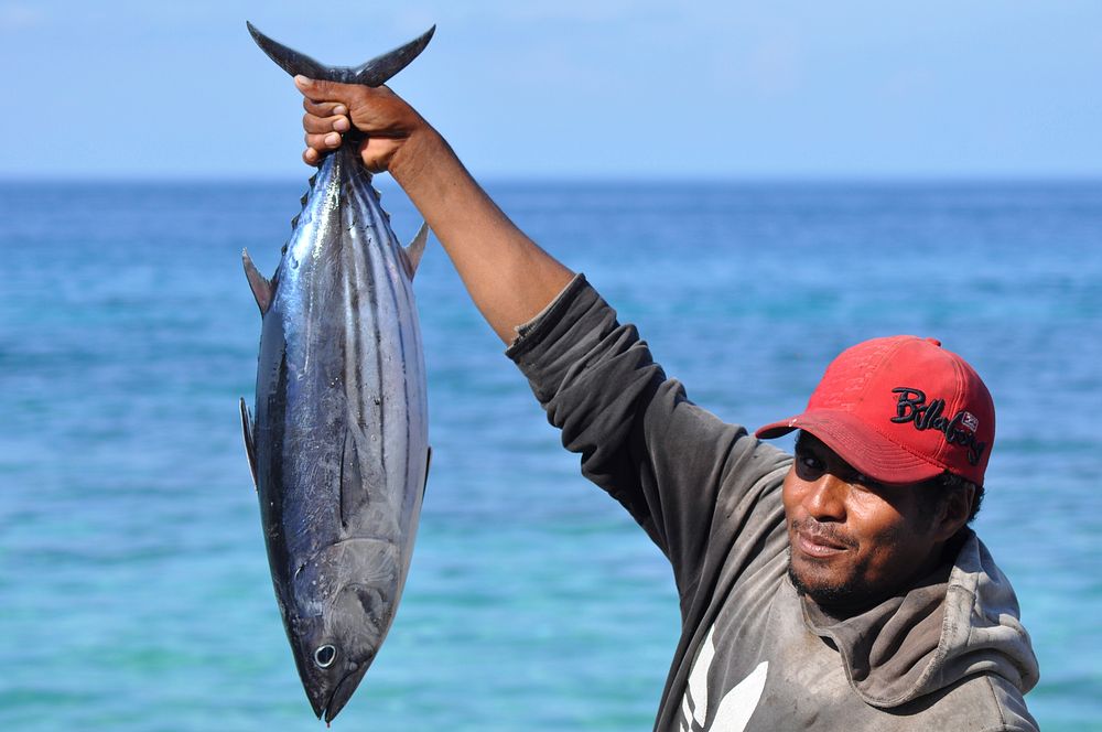 Fisherman holding skipjack tuna in Buru Maluku. Catch of the day. A small-scale fisherman holds a skipjack tuna that he…