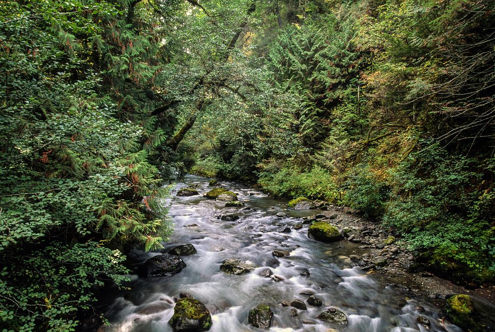 Dungeness River, Olympic National Forest. Original public domain image from Flickr