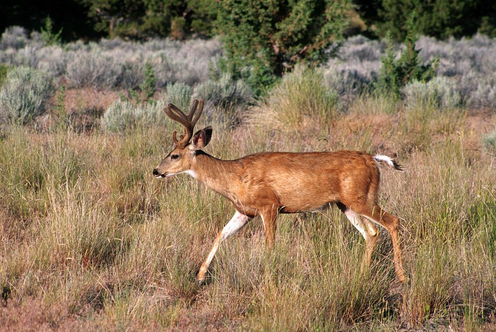 Mule deer, wildlife. Original public domain image from Flickr