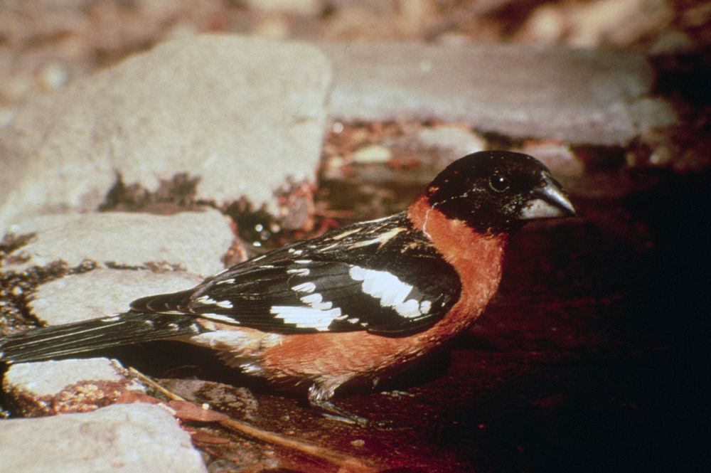 Black headed Grosbeak. Original public domain image from Flickr