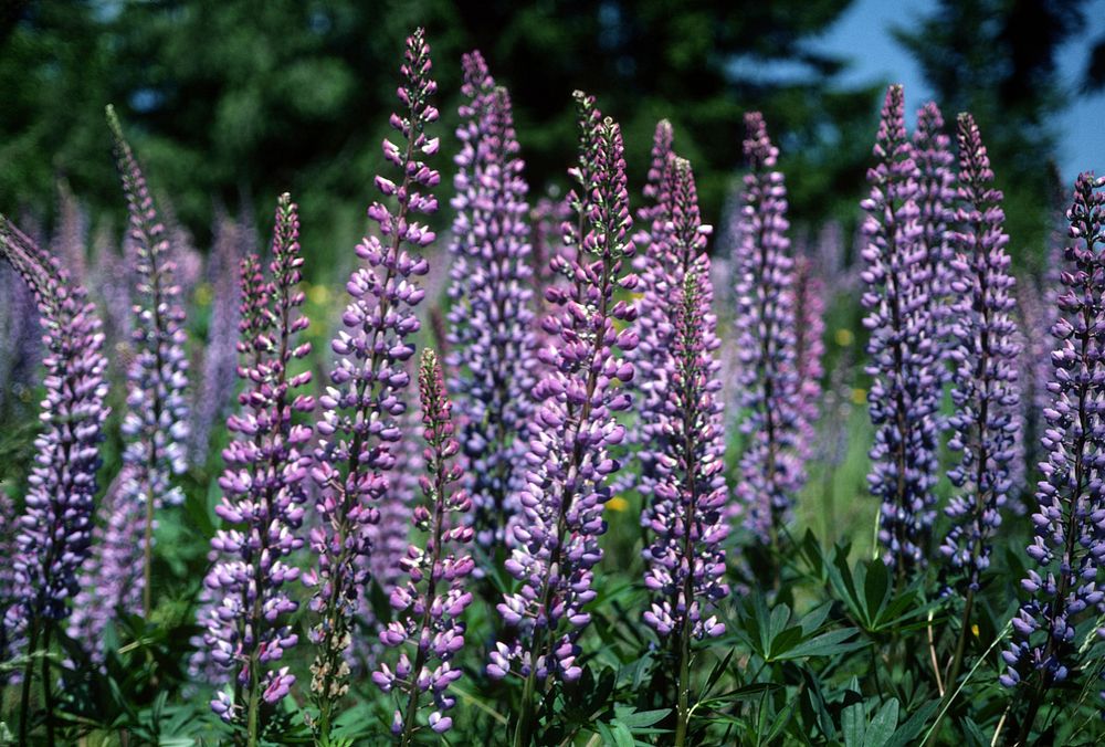 Field of Purple Lupine. Original public domain image from Flickr