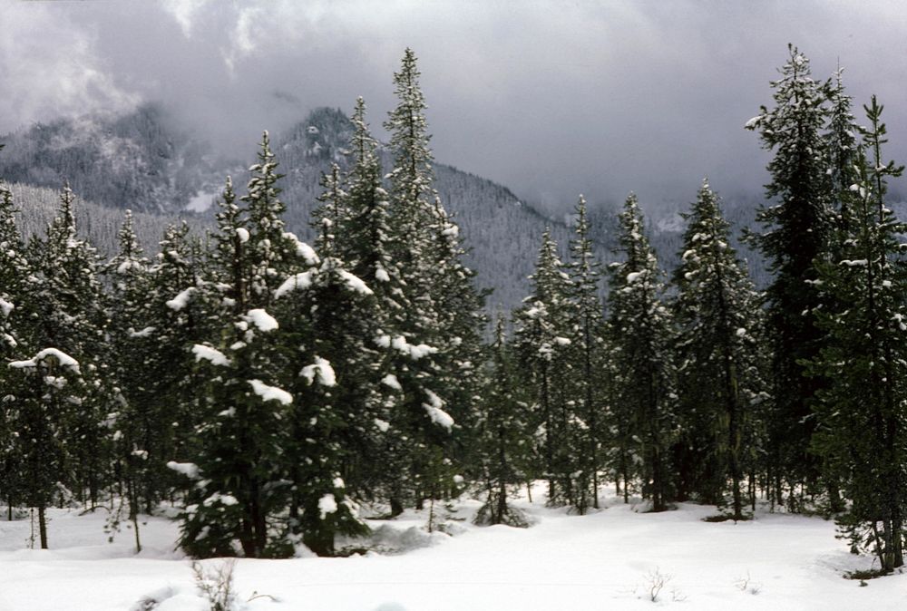 Winter Forest, Mt Hood National Forest. Original public domain image from Flickr