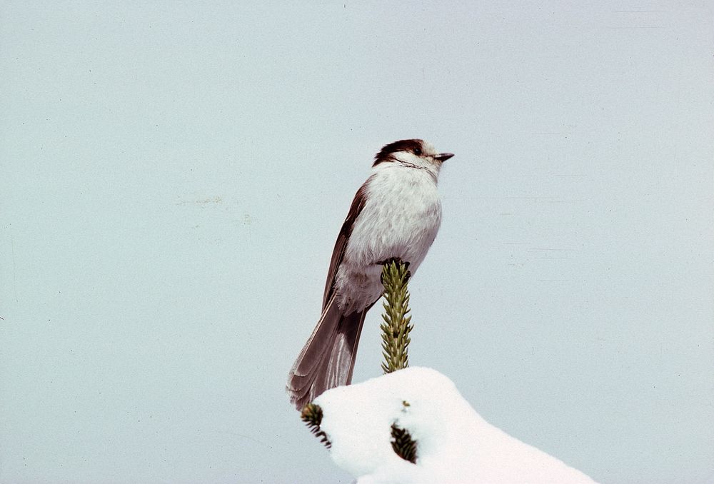 Canadian jay. Original public domain image from Flickr