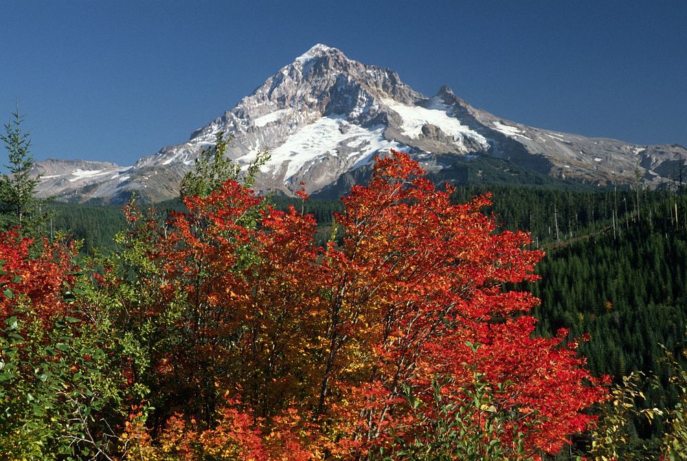 Fall Color at Mt Hood, Mt Hood National Forest. Original public domain image from Flickr