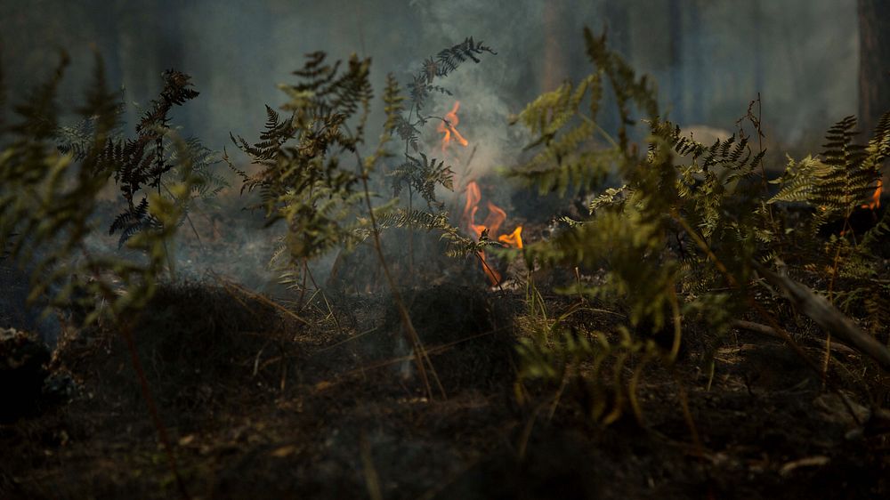 Fuels burn during the Milli Fire in Deschutes National Forest near Sisters, OR, August 24, 2017. (USDA photo by Andrew R.…