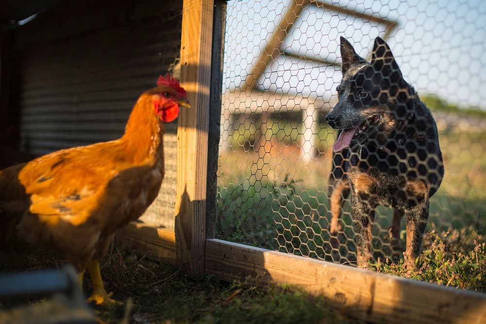 With his dog Ginger keeping a keen eye on the moneymakers, Jason Grimm's feeds his chickens on his farm, Grimm Family Farm…