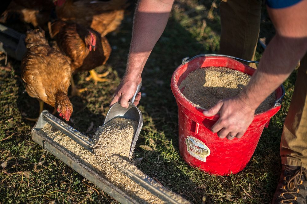 Jason Grimm feeds his chickens on his farm, Grimm Family Farm in 2011, where he manages his enterprises while farming…