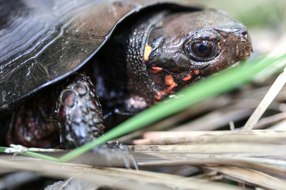 Bog turtle. Original public domain image from Flickr