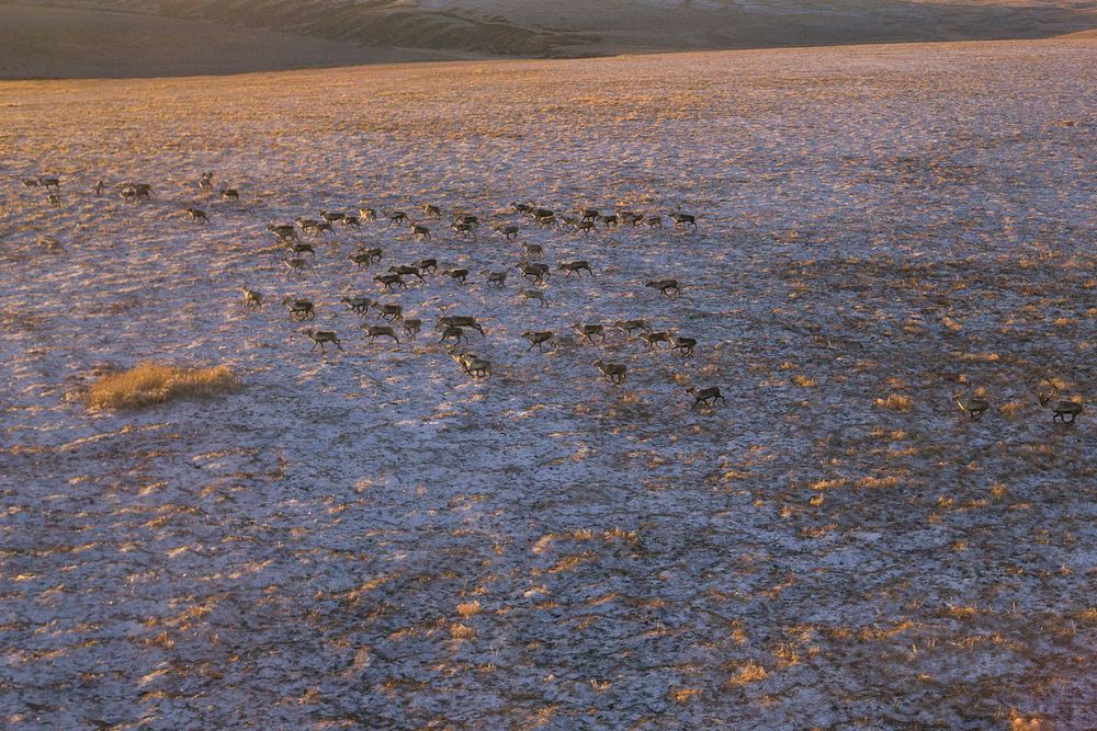 Caribou herd in nature. Original public domain image from Flickr