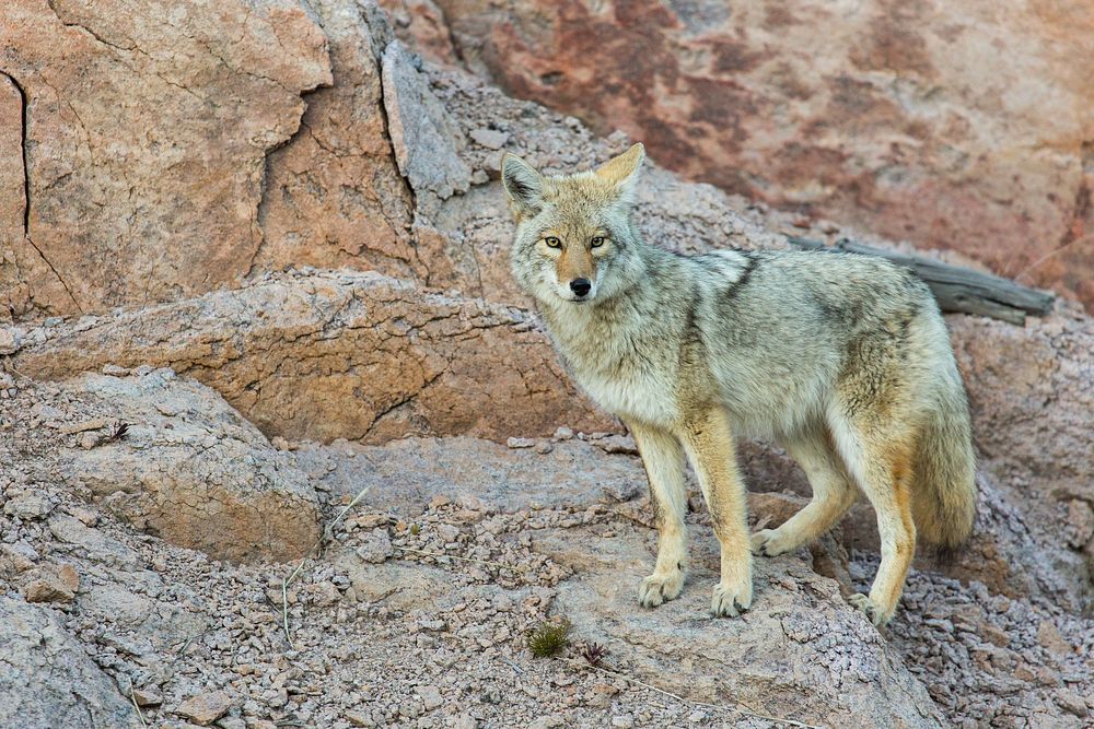 Coyote standing on rock mountain. Original public domain image from Flickr