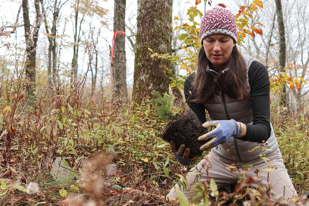 Sue Cameron plants a tree. Original public domain image from Flickr