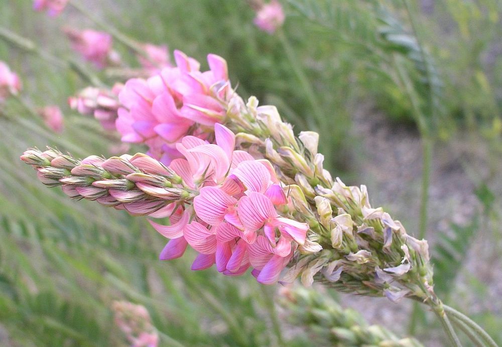 Sainfoin plant in Cropland Reserve Program (CRP) stand in Dawson County, MT. June 2011. Original public domain image from…