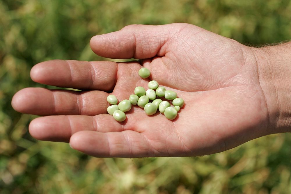 A handfull of peas grown by the Smith's on the Ft. Peck Reservation, July 2005. Original public domain image from Flickr