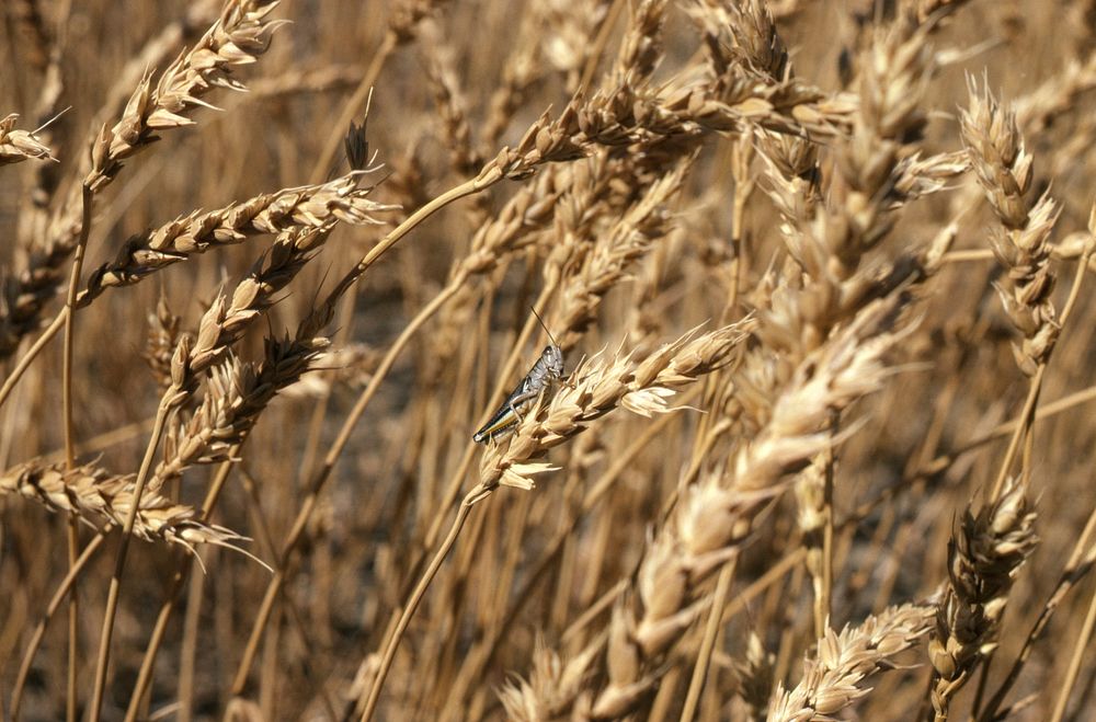 Close-up of wheat field with grasshopper on stalk, near Chester, August 1982. Original public domain image from Flickr