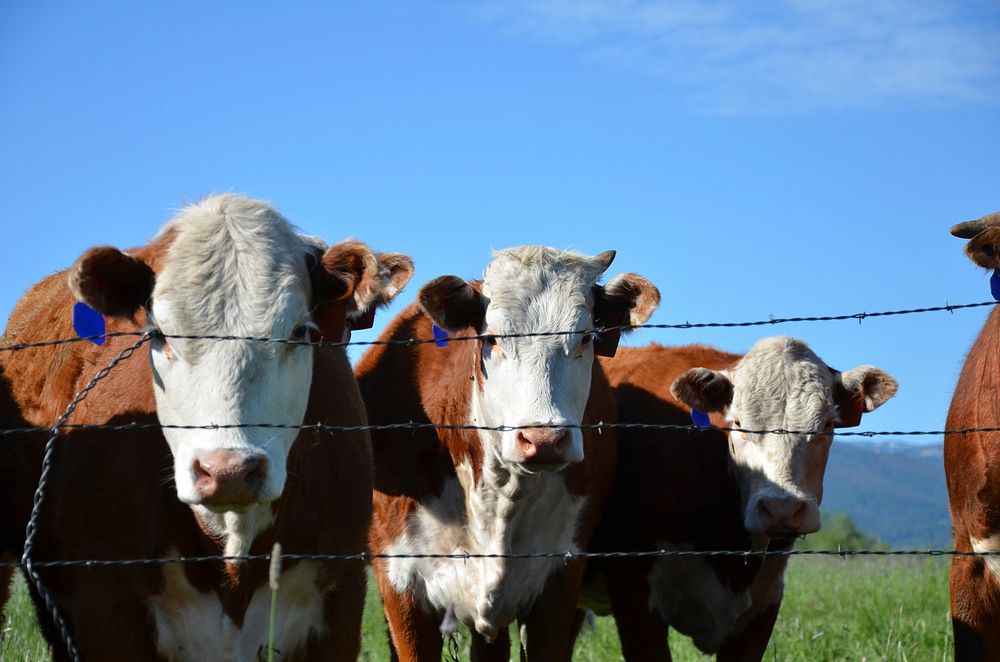 Cows grazing in Gallatin County, Montana. June 22, 2011. Original public domain image from Flickr