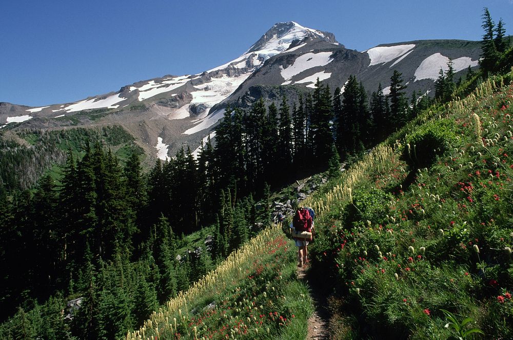 Recreation, hiking backpacking near Elk Cove on Timberline Trail, Mt Hood National Forest. Original public domain image from…