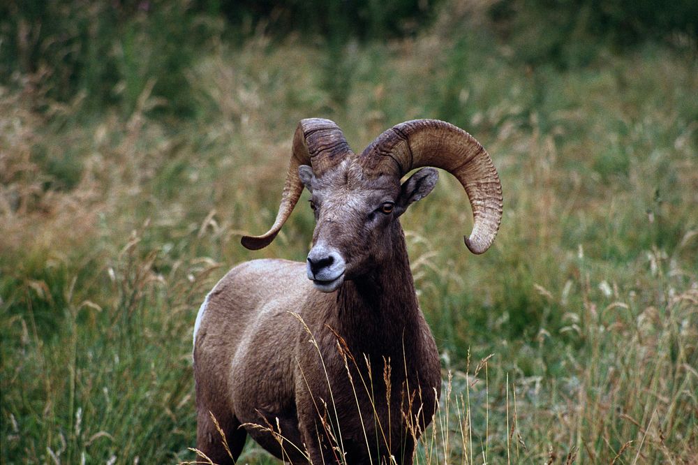Bighorn ram, wildlife. Original public domain image from Flickr