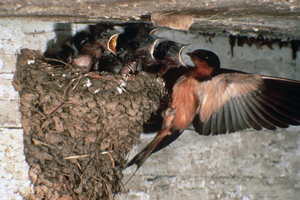 Barn swallow feeding young. Original public domain image from Flickr
