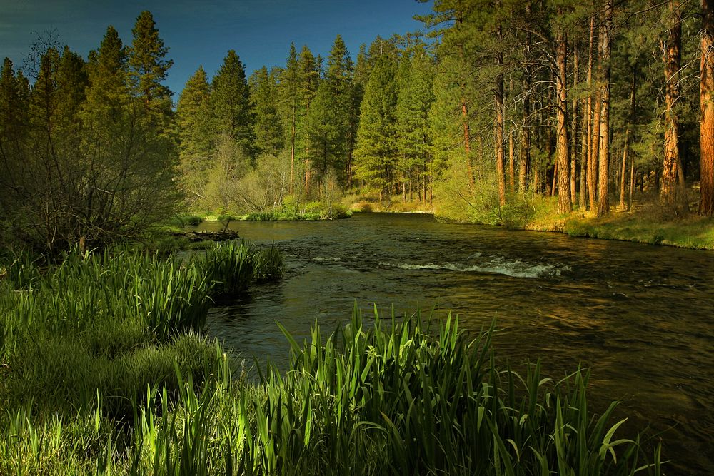 Deschutes National Forest Metolius River. Original public domain image from Flickr