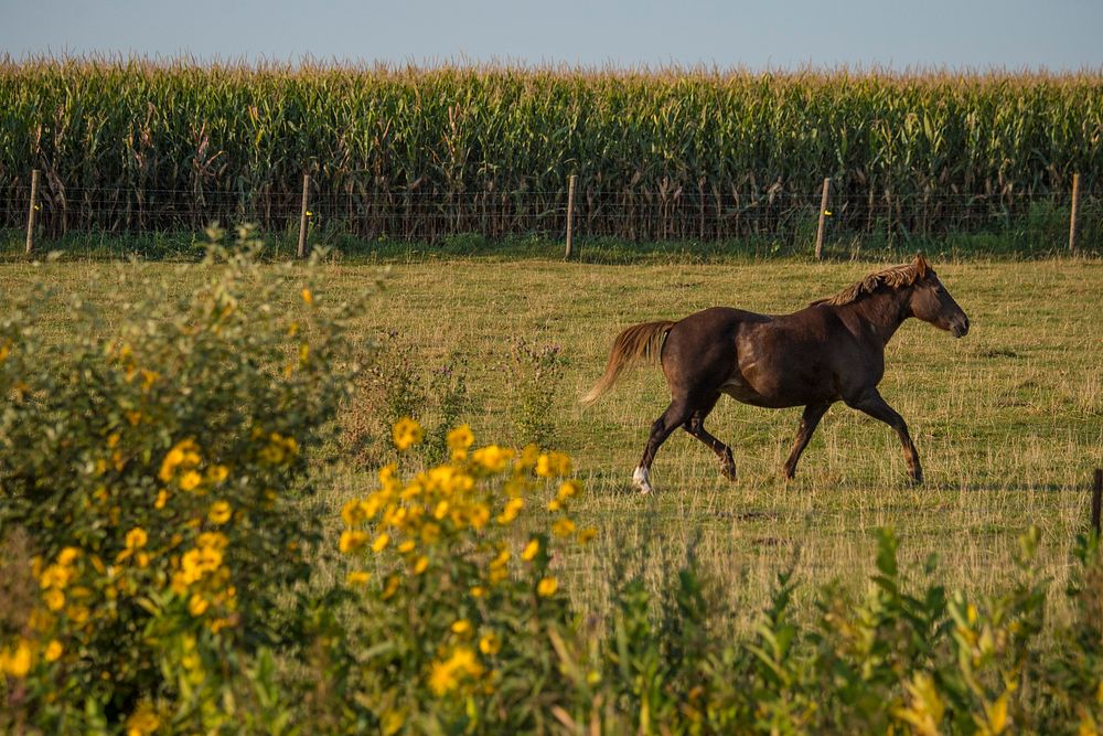 A horse runs through in a field outside of Walcott, Iowa, Sept. 13, 2017.USDA Photo by Preston Keres. Original public domain…