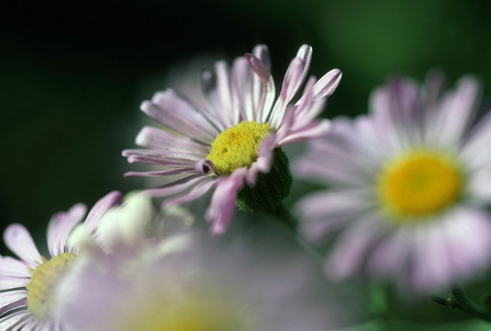 Shasta Daisies. Original public domain image from Flickr