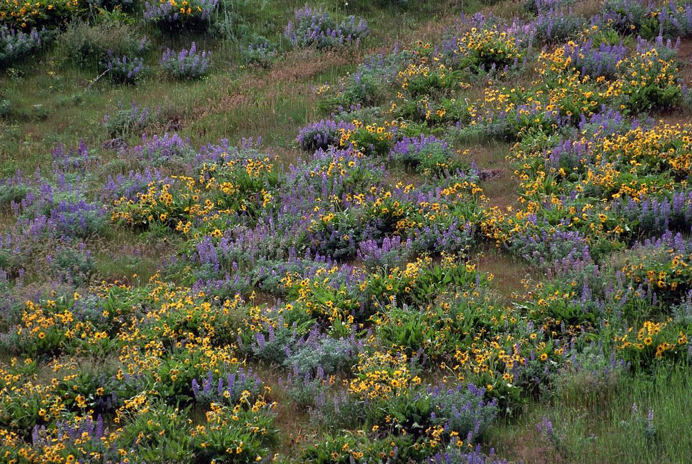 Field of Wildflowers. Original public domain image from Flickr