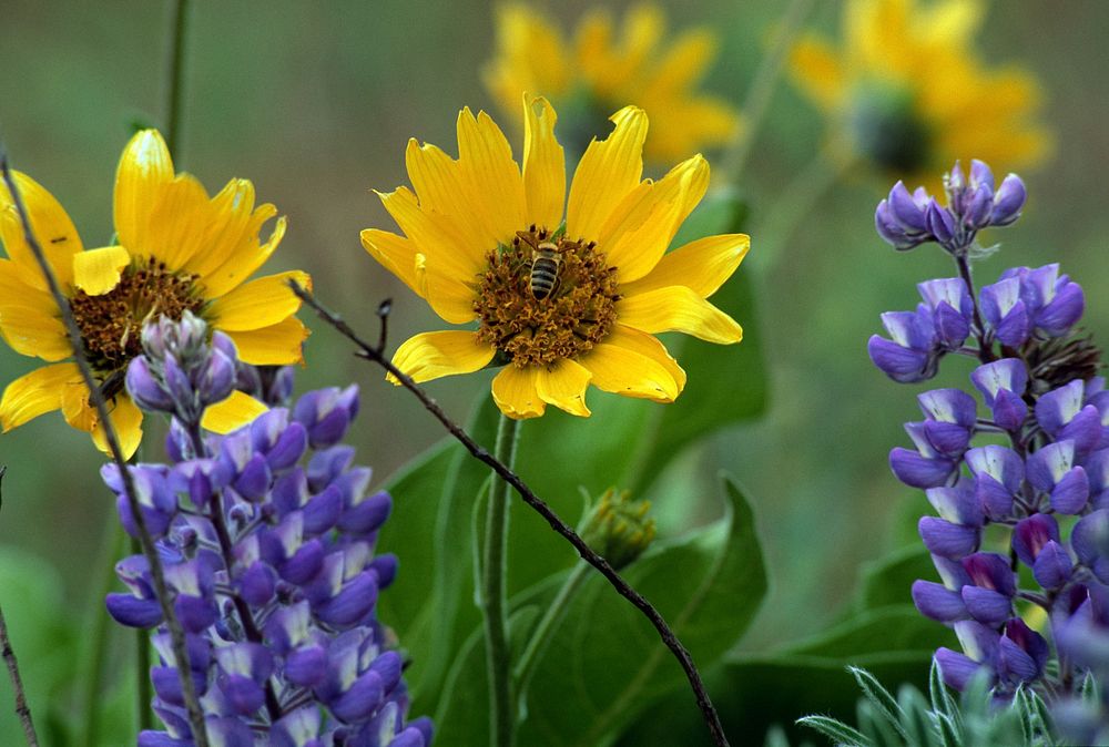 Bumblebee in Wildflowers. Original public domain image from Flickr