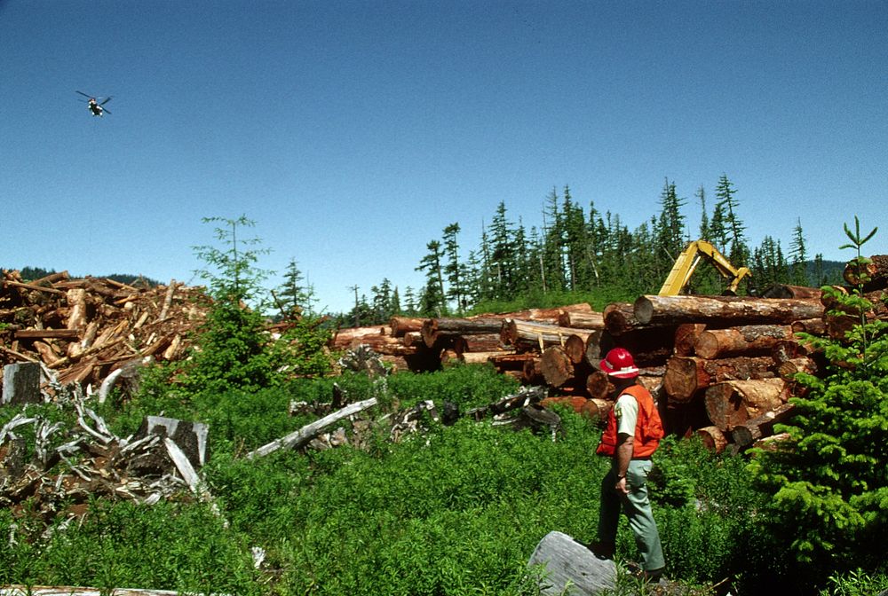 Mt Hood National Forest, timber harvest operations. Original public domain image from Flickr