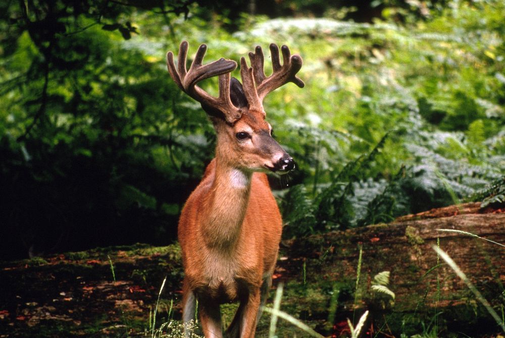 Deer, wildlife. Original public domain image from Flickr