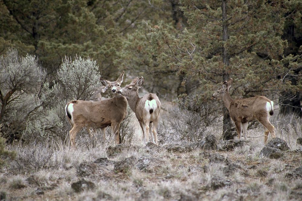 Family of Mule Deer. Original public domain image from Flickr