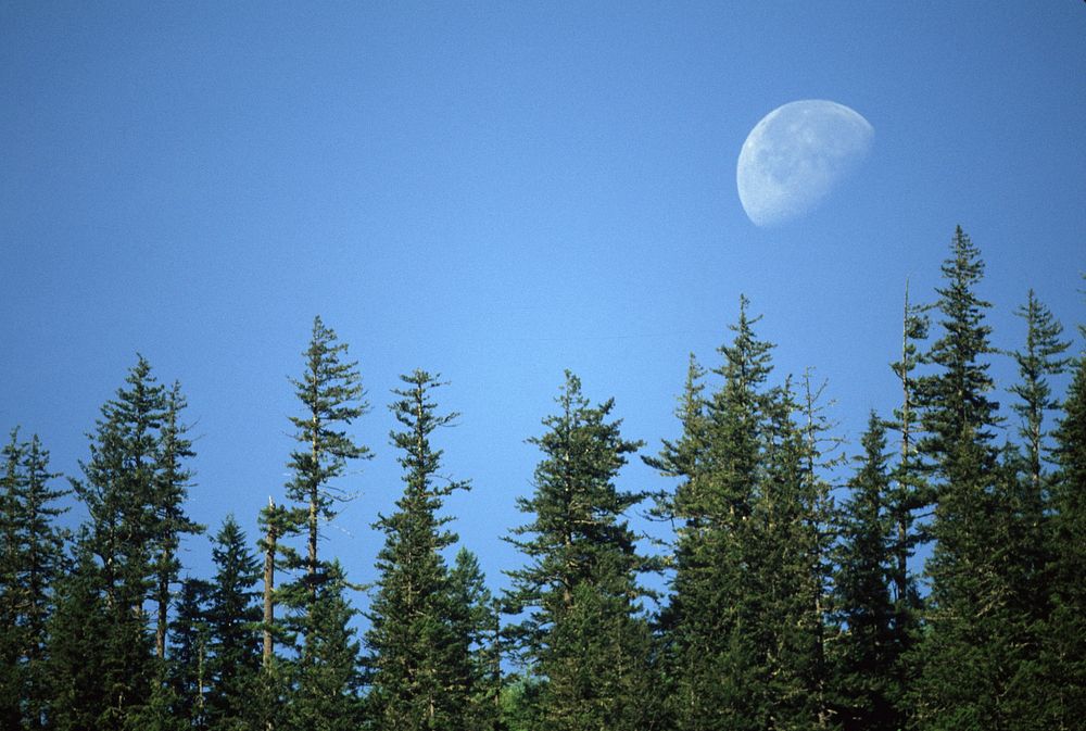 Moonrise over Trees, Mt Hood National Forest. Original public domain image from Flickr