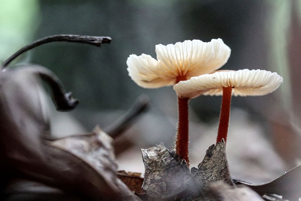 Trail-side mushrooms. Original public domain image from Flickr