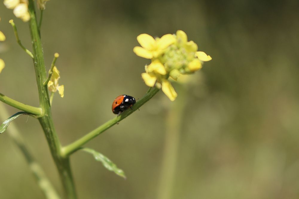 Ladybug with yellow flower. Original public domain image from Flickr