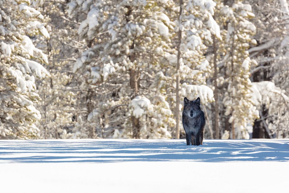 Wolf standing in winter forest. Original public domain image from Flickr