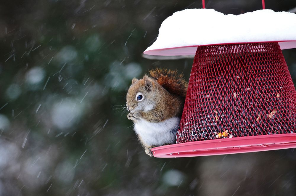 Red Squirrel. Original public domain image from Flickr
