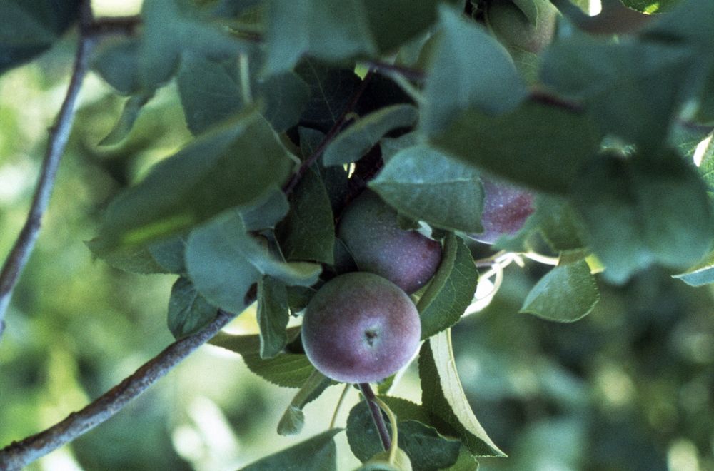 Apples still on tree. Original public domain image from Flickr