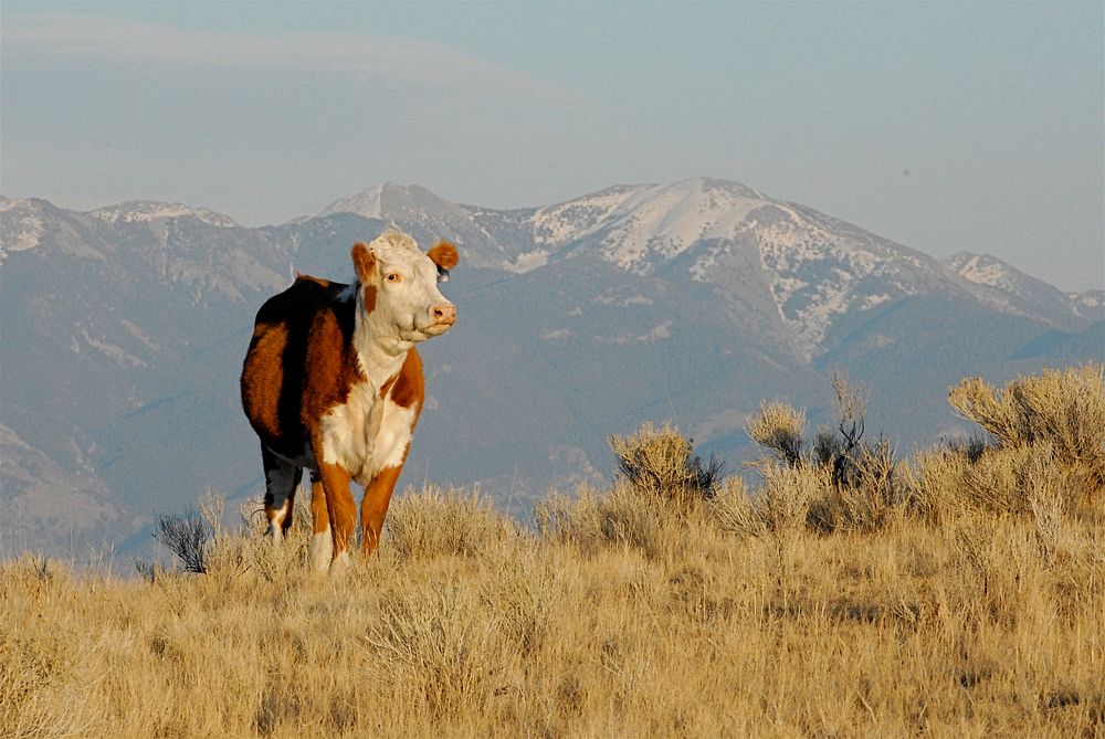 Cow grazing near Sheridan, MT October 2007. Original public domain image from Flickr